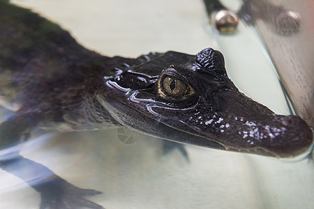 美丽的caiman鳄鱼动物群爬虫麻绳野生动物脊椎动物美眉爬行动物鼻子短吻鳄科牙齿图片