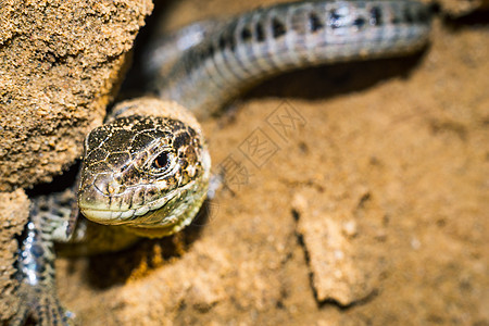 蜥蜴近身肖像爬虫捕食者眼球野生动物鬣蜥动物宠物荒野眼睛热带图片