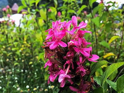 特写粉红色花的模糊背景花瓣粉色美丽花园宏观白色绿色植物群植物叶子图片