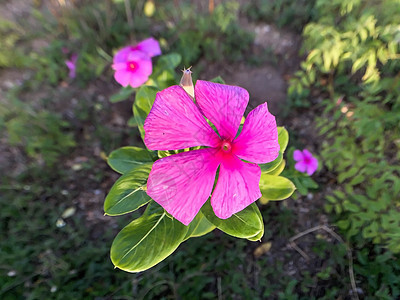 特写紫花模糊背景的紫花图片