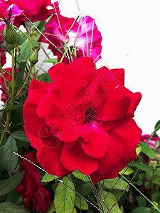 封装红玫瑰红色衬套玫瑰绿色植物群植物花园园艺图片