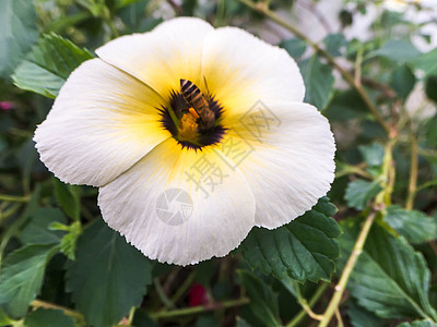 在白花上闭合蜜蜂植物宏观绿色花蜜蜂蜜漏洞花瓣白色昆虫场地图片