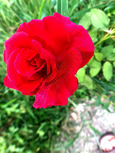 封装红玫瑰红色植物群花园绿色植物衬套园艺玫瑰图片