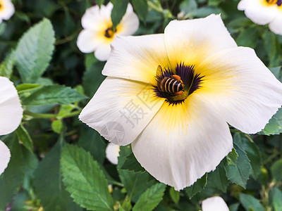 在白花上闭合蜜蜂漏洞蜂蜜花粉白色场地昆虫花瓣花蜜花园植物图片