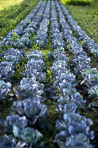 蓝卷心菜生长花园食物蔬菜阳光植物叶子天空紫色环境图片
