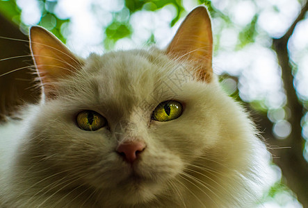 黄眼白猫动物背景蓝色家畜好奇心脊椎动物纯种猫浣熊柔软度橙子图片