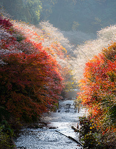 名古屋 秋天的公园花园植物群文化游客薄雾红叶光洋森林樱花图片