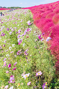 Kochia和宇宙提出日本日立伊巴拉基花朵旅行公园红豆游客植物花园蓝色季节地肤图片