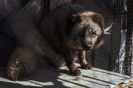 黑狐在笼子里海象毛皮动物动物园捕食者荒野狐狸哺乳动物生物眼睛图片