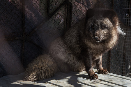 黑狐在笼子里野生动物动物苔原毛皮哺乳动物分支机构动物群捕食者眼睛荒野图片