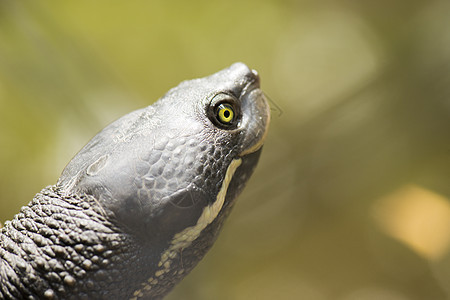 贴近一只海龟动物爬虫绿色野生动物动物群乌龟背景图片