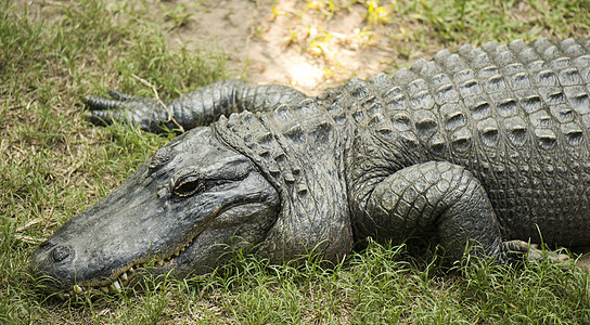 外面的鳄鱼兽眼捕食者荒野野生动物危险兽口爬虫动物图片