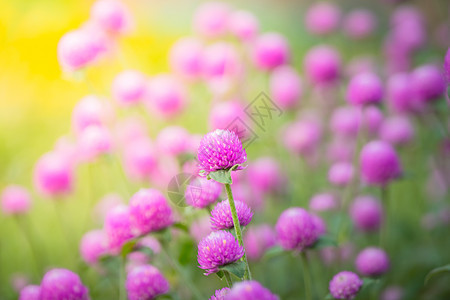 五颜六色的花的背景图片花束粉色季节宏观紫色植物群生长花瓣植物背景图片