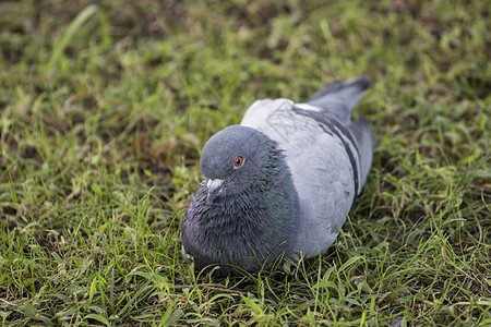 草地上放轻松的鸽子图片