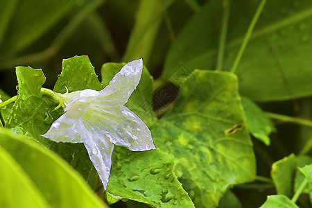 千支食物生长叶子环境植物草本植物植物群植物学葫芦美食图片