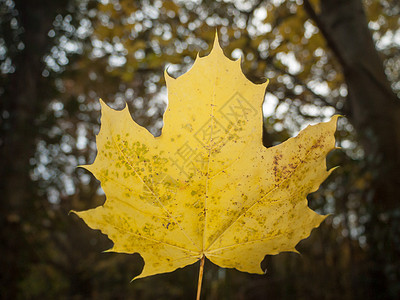 秋秋黄色叶子后腹骨灰的秋天图片