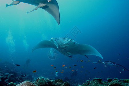 蝠鲼水下潜水照片马尔代夫印度洋海洋冒险蓝色动物荒野珊瑚野生动物风景射线飞行图片