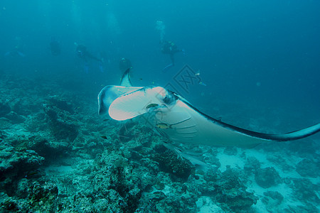 蝠鲼水下潜水照片马尔代夫印度洋动物珊瑚热带野生动物盐水射线气候风景生活冒险图片