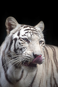 特写白老虎肖像荒野黑色眼睛野生动物动物舌头食肉哺乳动物猫科相机图片