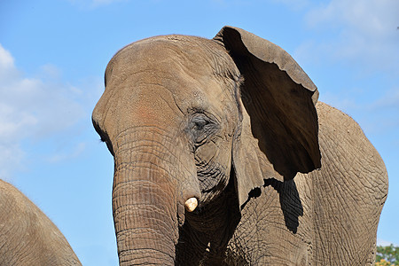 极近特写大象半截图肖像树干蓝色野生动物天空灰色耳朵獠牙动物园女性动物图片