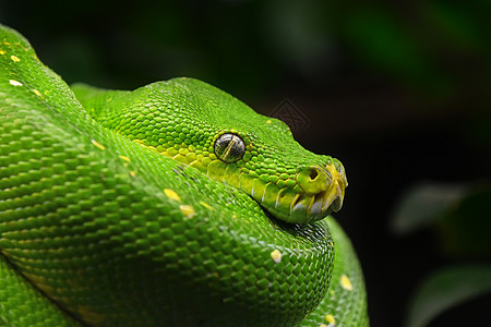 绿树 python 色彩描述配置肖像特写食肉热带爬虫软骨蟒眼睛绿色线圈危险相机野生动物图片