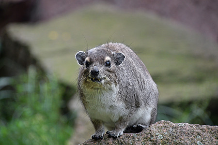 特写 Hyrax 前方肖像背景图片