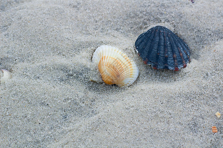 沿海沙滩 沙沙海景上的黑珍珠和白珍珠蛤图片