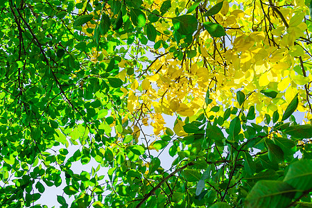 秋秋假hdr花园国家季节踪迹橙子小路公园森林树木豪杰图片