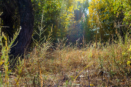 秋秋仙子森林颜色植物荒野公园天空生长金子叶子阳光木材木头图片