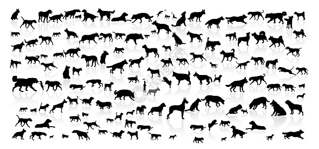 不同品种的狗收藏插图黑色犬展哺乳动物图片