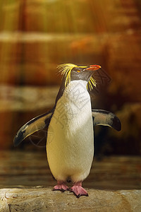 南企鹅阶段动物荒野动物群翅膀企鹅岩石鸟类海岸野生动物图片