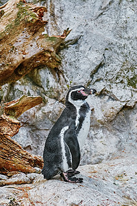 马哲伦企鹅翅膀鸟类荒野岩石野生动物动物群海岸阶段动物图片