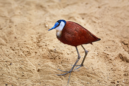 非洲Jacana(非洲慈善行动)图片