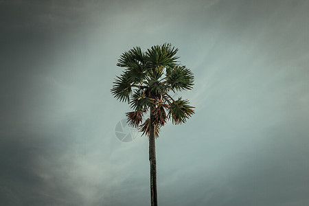 天空背景的棕榈糖树木头花园植物群树木生态日落热带椰子场地叶子图片