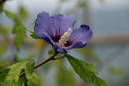 紫蓝色玫瑰背景图片