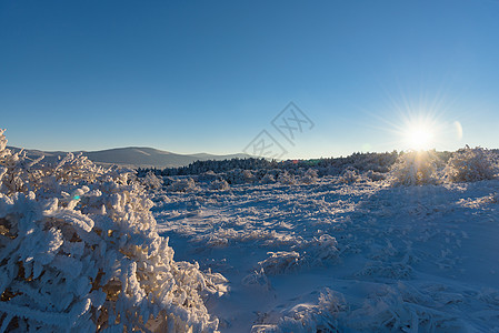 冬天的日落风景 太阳照在冰冻的灌木上图片