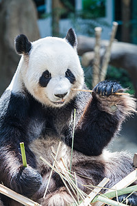 巨熊猫吃竹子动物园森林丛林热带动物濒危荒野公园危害黑色图片