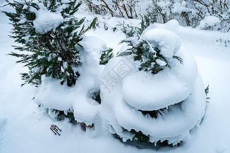 树上的雪螺旋图片