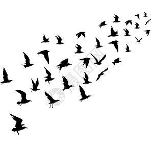 飞鸟的剪影插图白色鸽子飞行收藏翅膀航班野生动物团体自由图片
