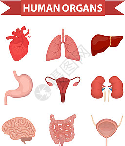 人体图标的内部器官设置 平面样式 收集心脏 肝脏 肺 肾脏 胃 女性生殖系统 大脑 肠道 解剖学 医学 概念 卫生保健 向量背景图片