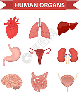 人体图标的内部器官设置 平面样式 收集心脏 肝脏 肺 肾脏 胃 女性生殖系统 大脑 肠道 解剖学 医学 概念 卫生保健 向量图片
