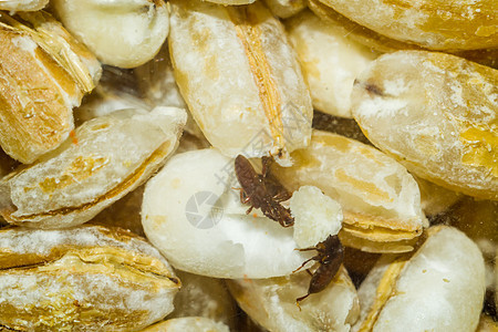 蜜蜂和食物异国美食小吃午餐炙烤臭虫昆虫情调幼虫市场图片