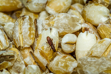 蜜蜂和食物炙烤午餐营养蚱蜢昆虫漏洞刺槐粉虫食虫油炸图片