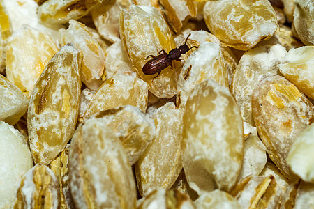 蜜蜂和食物午餐漏洞市场营养臭虫情调油炸昆虫粉虫刺槐图片