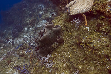 深水海绵图片