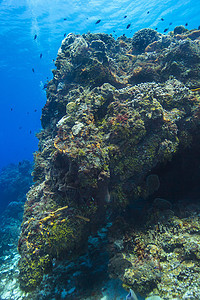 科祖梅尔珊瑚礁图片
