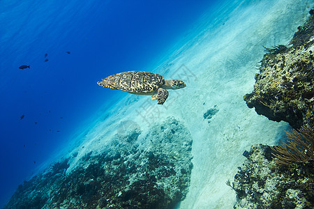 霍克比海龟珊瑚荒野蓝色环境野生动物动物脚蹼玳瑁海洋图片