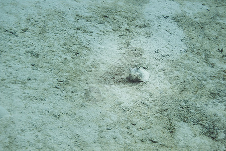 海底的海螺贝类鱼图片