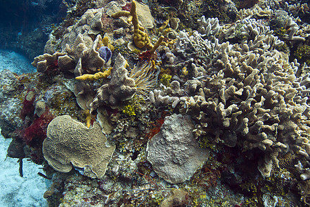 活珊瑚礁生活情调动物群珊瑚多样性海洋生物风景学校海葵浅滩图片