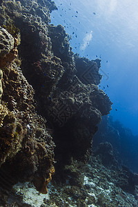 珊瑚礁墙图片